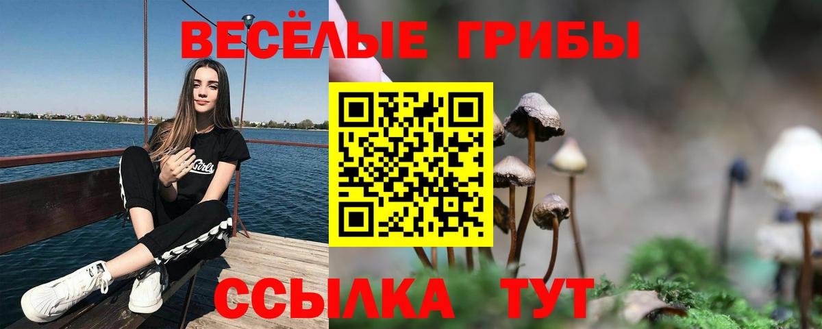 Псилоцибиновые грибы Psilocybe Красноармейск